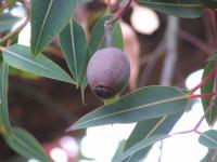 Albums/20060200-New Zealand 2006/20060318-Kaikiura/57